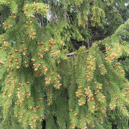 Pensiunea Gentiana Vatra Dornei Exteriör bild