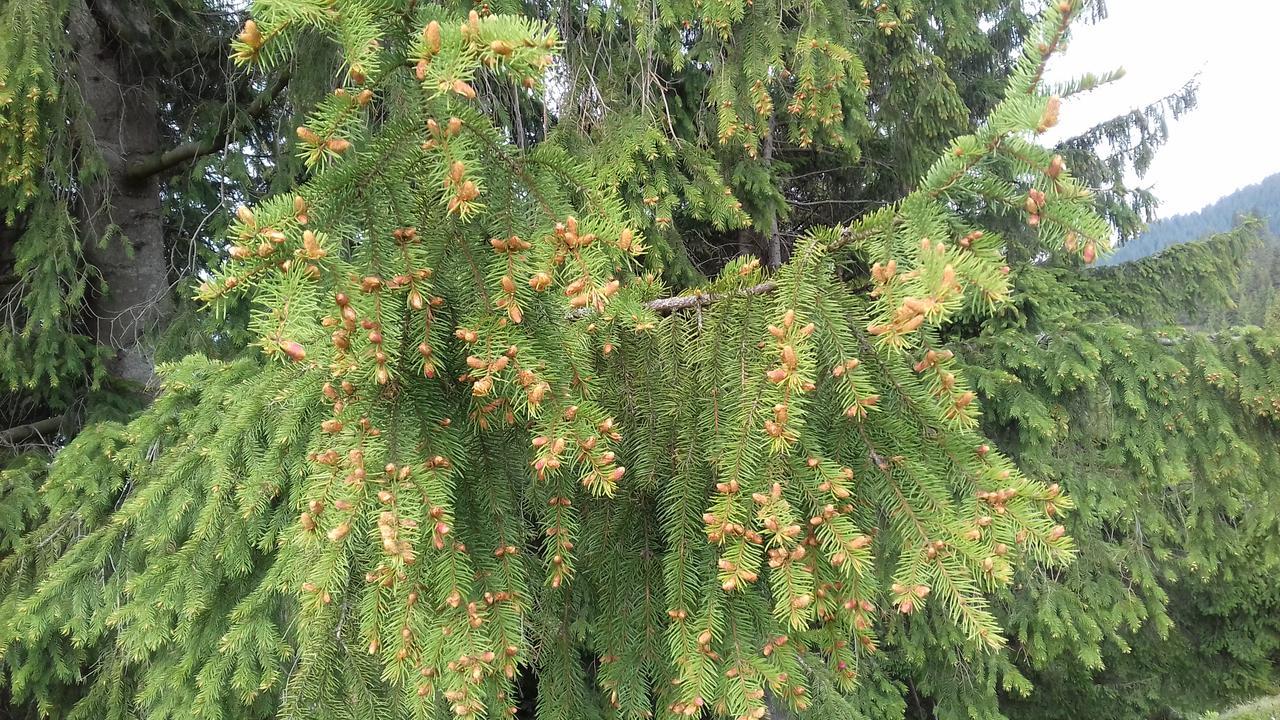 Pensiunea Gentiana Vatra Dornei Exteriör bild