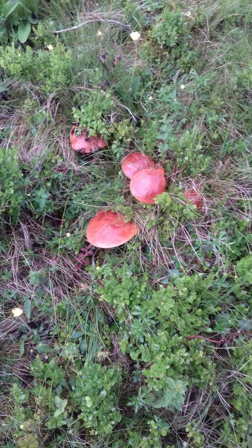 Pensiunea Gentiana Vatra Dornei Exteriör bild