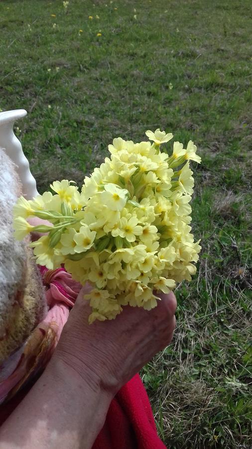 Pensiunea Gentiana Vatra Dornei Exteriör bild